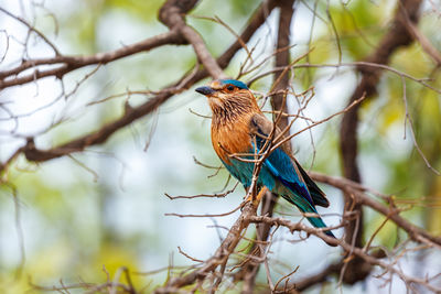 Indian roller bird on a tree close up