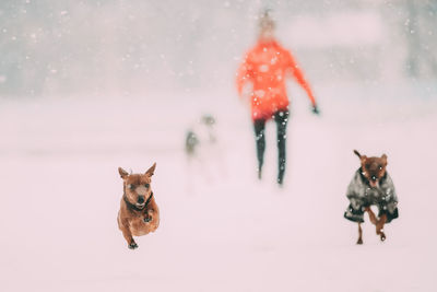 Dogs running on snow covered man during winter