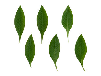 Close-up of leaves against white background