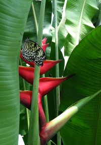 Close-up of butterfly on pink leaf