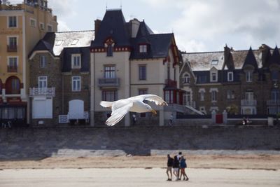 Seaguls at saint-malo