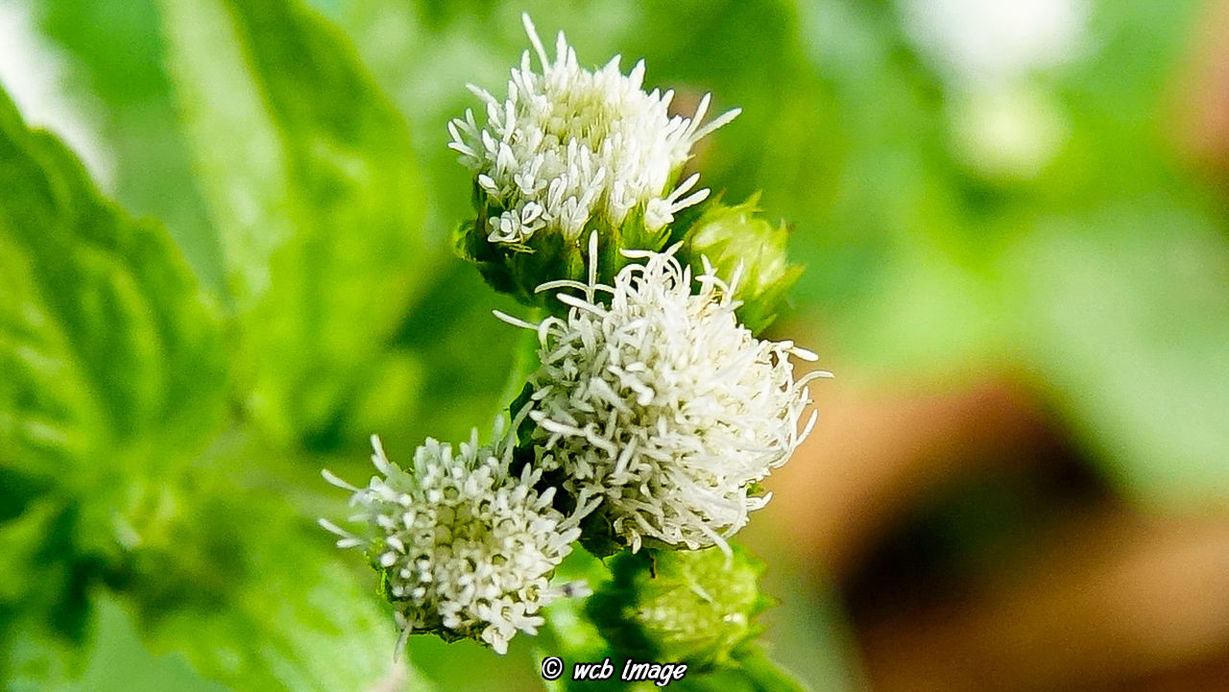 flower, flowering plant, plant, fragility, beauty in nature, vulnerability, freshness, growth, close-up, focus on foreground, petal, flower head, inflorescence, nature, no people, day, green color, white color, invertebrate, outdoors, pollen, pollination