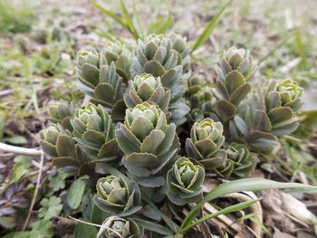 A wild-growing sedum also called fat hen or stonecrop. the perennial can store water in its leaves. 