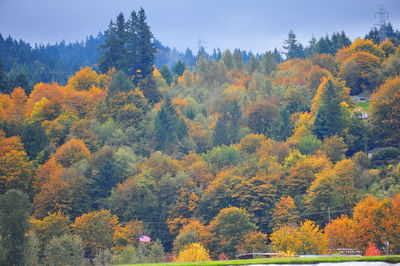 Autumn trees against sky