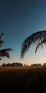 Scenic view of field against clear sky during sunset