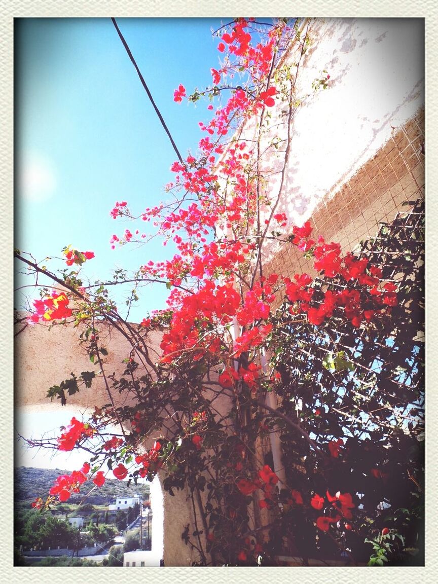 flower, transfer print, freshness, growth, fragility, tree, auto post production filter, pink color, beauty in nature, low angle view, blossom, branch, nature, blooming, in bloom, petal, sky, springtime, day, sunlight