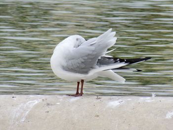 Close-up of white duck in lake