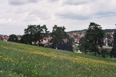 Trees and plants growing on farm against sky