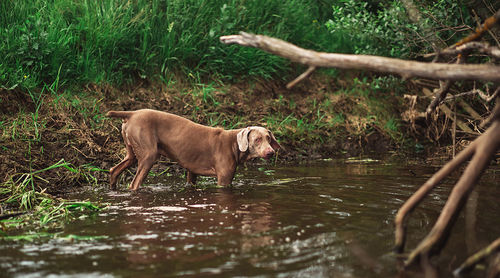View of dog lying on land
