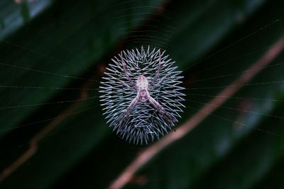 Close-up of an orb-weaver spiders on web