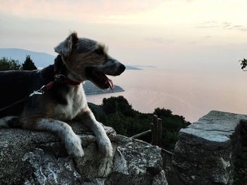 Dog on rock by sea against sky