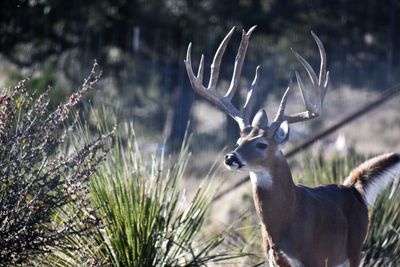 Deer in a field