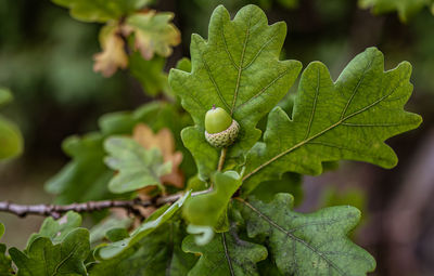 Close-up of fresh green leaves