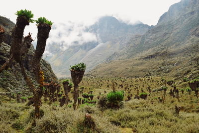 Scenic view of landscape against sky, mount baker in the rwenzori mountain range, uganda 