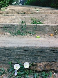 Plants growing on wooden floor