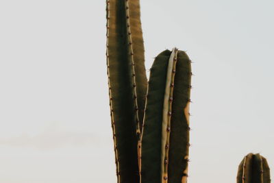 Close-up of cactus against clear sky