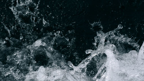 Jellyfish swimming in sea