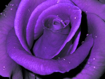 Close-up of rose blooming outdoors