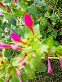 Close-up of plants growing outdoors