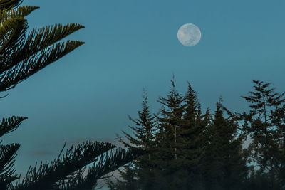 Low angle view of trees against sky at night