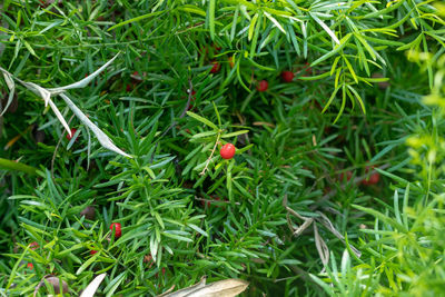 High angle view of berries growing on plant