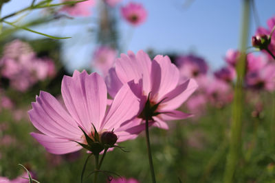 Close-up of pink cosmos flowers