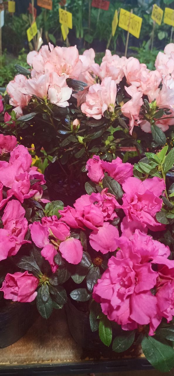 CLOSE-UP OF PINK ROSE FLOWERS IN BLOOM