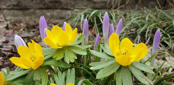 Close-up of yellow crocus flowers