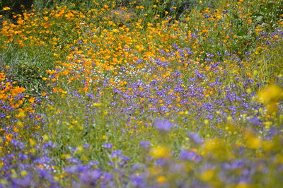 Close-up of yellow flowering plant on field