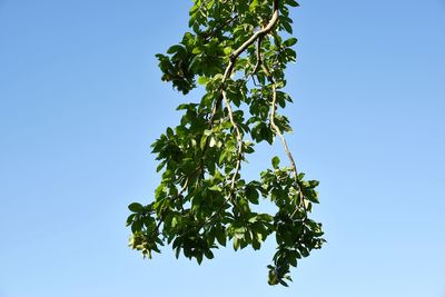 Low angle view of tree against clear blue sky