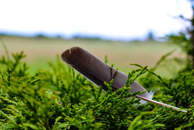 Close-up of plant on field against sky