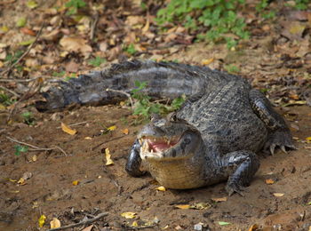 Closeup of black caiman melanosuchus niger camouflaged on riverbank with jaws open bolivia.