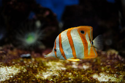 Copperband butterflyfish chelmon rostratus