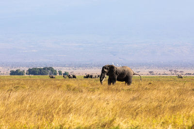 Elephants on field against sky