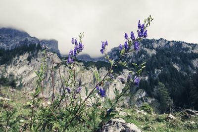 Close-up of purple flowering plants against rocky mountains