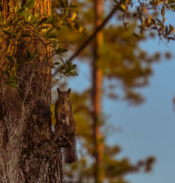 Low angle view of squirrel on tree