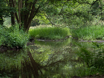 Scenic view of lake in forest