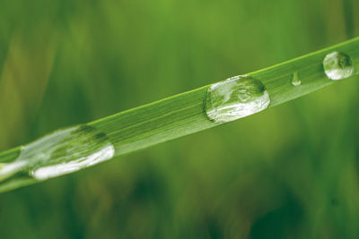 Close-up of water drops on blade of grass