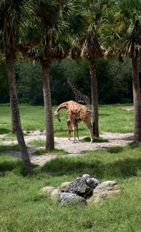 Giraffe standing on grass against trees