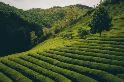 Scenic view of agricultural field