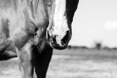 Close-up of a horse drinking water