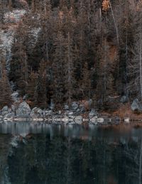 Scenic view of lake in forest