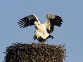 Low angle view of  stork mating