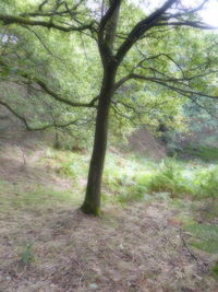 Trees in park