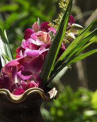 Close-up of pink flowering plant