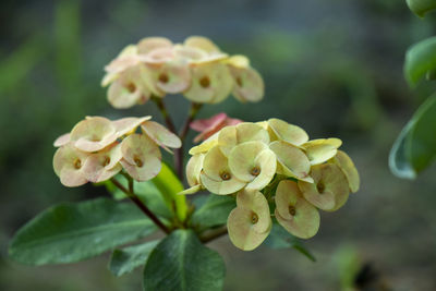 Close-up of flowering plant