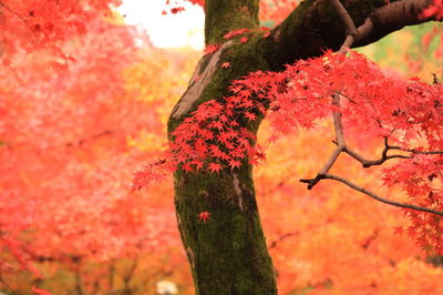 Close-up of tree during autumn