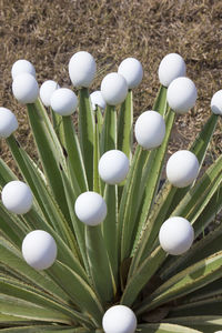 High angle view of white flowers