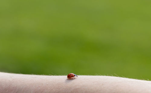 A ladybug crawls along a man's hand.