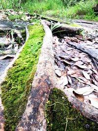 High angle view of roots on tree trunk